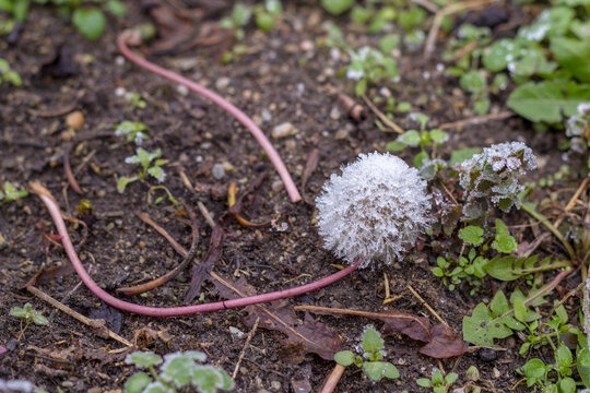 Dandelion under the snow