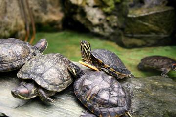 Obraz premium turtle on a rock