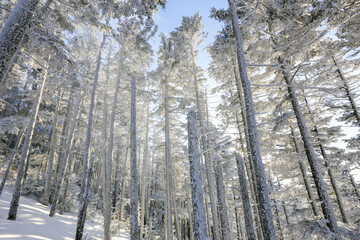 Snow-covered tree trunks in the winter forest. Winter landscape. Russian forest.