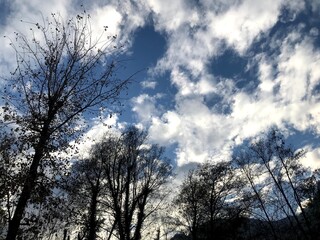 sunset in the forest