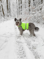 pumi dog in reflective vest in winter 