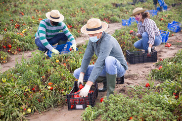 Fototapeta premium Focused farmer in protective mask picking crop of tomatoes on farm field in autumn. Concept of viral infection prevention or dust protection..