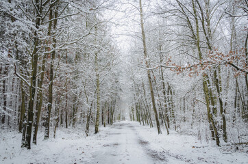 Fototapeta premium A way through magical winter forest, Klanovice, Prague
