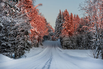 Snow-covered country road. Morning in the forest. The first rays of the sun on the trees