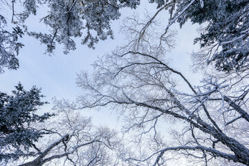 Fototapeta na wymiar Snow-covered tree branches stretch towards the sky. Snowy Russian forest.