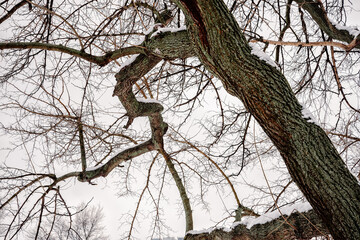 Closeup of a mulberry tree covered by fresh snow on it during the cold winter, in Kiev, Ukraine