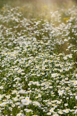 field of daisies background, sunlight bokeh, selective focus
