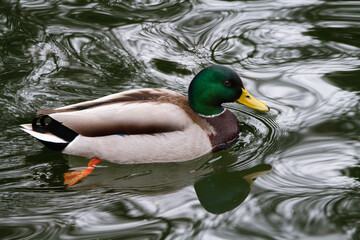 Mallard (Anas Platyrhynchos) swimming between water reflections