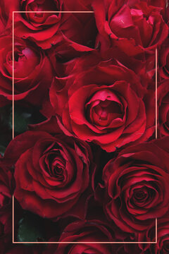 red roses background with pink frame with copy space