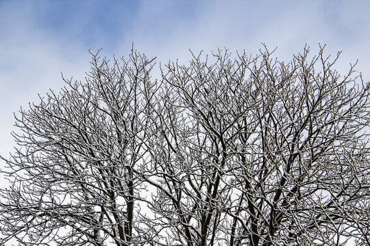 A tree branches with snow on it. Looking up to sky through tree branches. Beautiful black branches in front of sky. Naked trees with snow