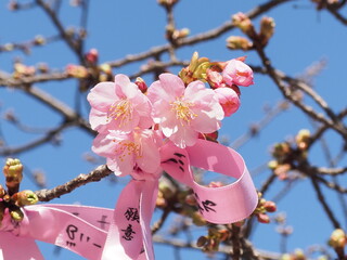 早春の桜