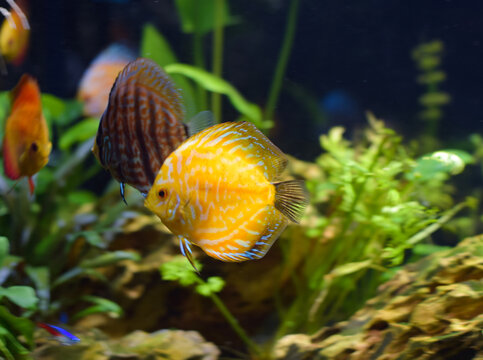 Yellow discus fish in aquarium. symphysodon hybrid