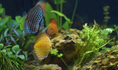 Pair of blue and yellow discus fish swimming in the aquarium. Symphysodon hybrid