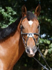 Obraz premium Bay Horse Headshot