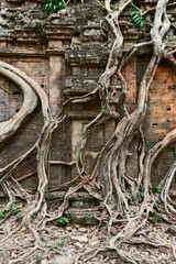  Ruins of   goal kampong tom Wat Temple with root of trees in forest