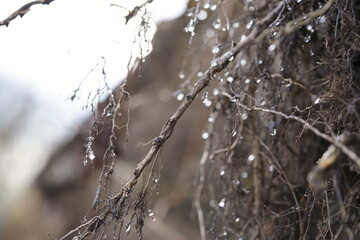 Baum, Tropfen,Winter