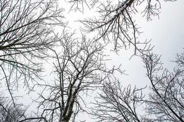 A tree branches with snow on it. Looking up to sky through tree branches. Beautiful black branches in front of sky. Naked trees with snow