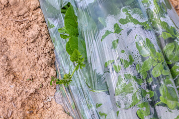 Watermelons seedlings grow in the ground polyethylene green houses in arid zone of Israel....