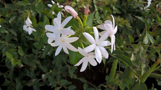 Jasminum multiflorum, commonly known as star jasmine for multipurpose use