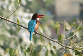 kingfisher on branch