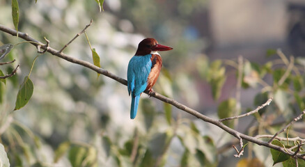 kingfisher on branch