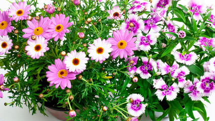 Pot with spring flowers on white background