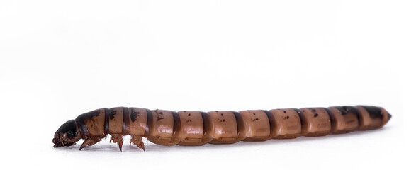 Naklejka premium Side view of Morio worm aka Zophobas morio, isolated on a white background.