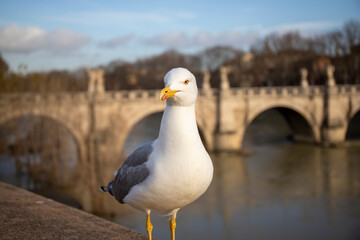 Seagull in the foreground in the historic center of the city of Rome