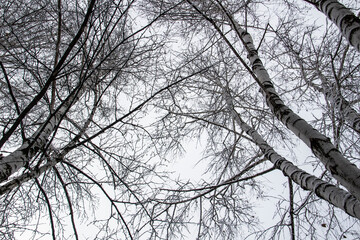 A tree branches with snow on it. Looking up to sky through tree branches. Beautiful black branches...