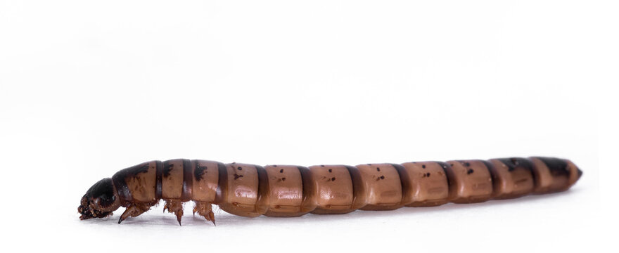 Side view of Morio worm aka Zophobas morio, isolated on a white background.