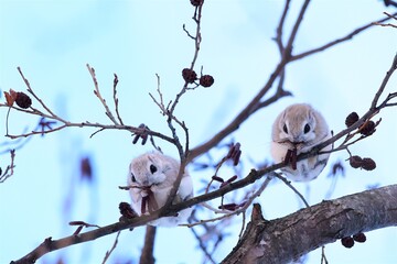 エゾモモンガ
