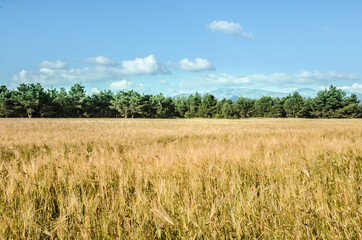a beautiful photo from the field in the cultivated field