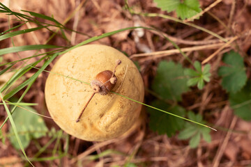 A golden mushroom grows in the forest among the green grass. There is a twig with an acorn on the hat. Wild forest. Top view