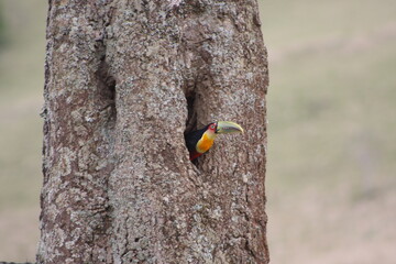 Tucano na árvore saindo para alimentar filhote.