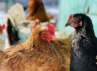 Close up of chickens walking in courtyard in wintertime.