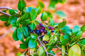 Berries on a branch