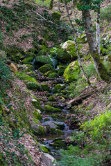 Akfadou forest in Bejaia, Algeria, a Forest of oaks