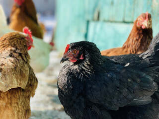 Close up of chickens walking in courtyard in wintertime.