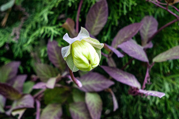 Beautiful purple Kobe flowers creeping in the garden.