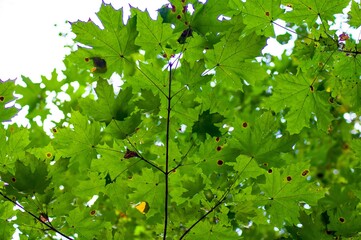 Maple branch