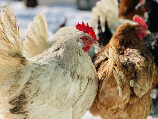 Close up of chickens walking in courtyard in wintertime.