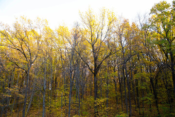 Lake and forest views. Autumn colors