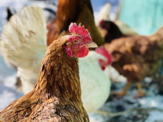 Close up of chickens walking in courtyard in wintertime.