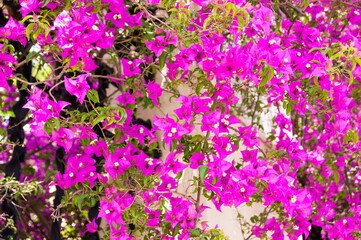 flowers in the garden