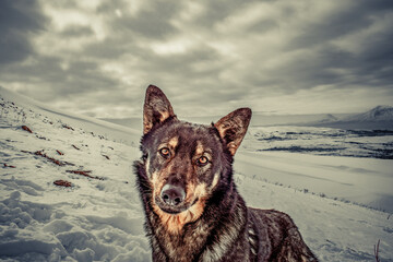 german shepherd dog on snow