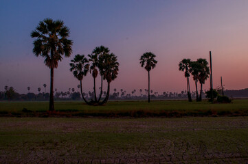 Obraz premium Light and shadow palm trees on rice fields and silhouettes of the sun.
