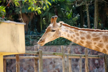 A girafa é um mamífero artiodáctilo africano, o animal terrestre vivo mais alto e o maior...