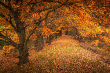 Autumn avenue of trees near Czarna river near Gora Kalwaria, Mazowieckie, Poland