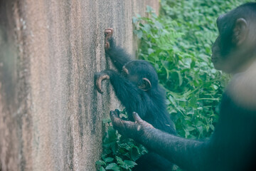 Vista de lindos Macacos na natureza.