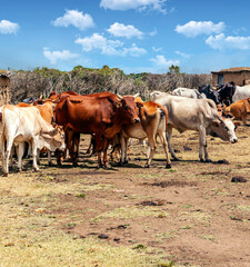 Obraz premium Cows in Africa
